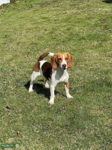 1.5 Year Old AKC Registered Beagle Ready to Breed  Listing Image