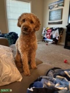 Brown Medium Goldendoodle Listing Image