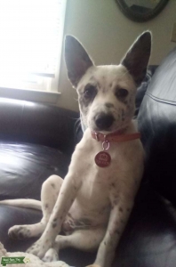 Australian cattle dog Listing Image