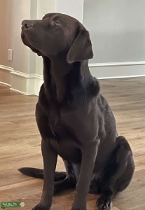 Male Chocolate Labrador Retriever  Listing Image