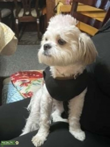 White Maltese  Listing Image