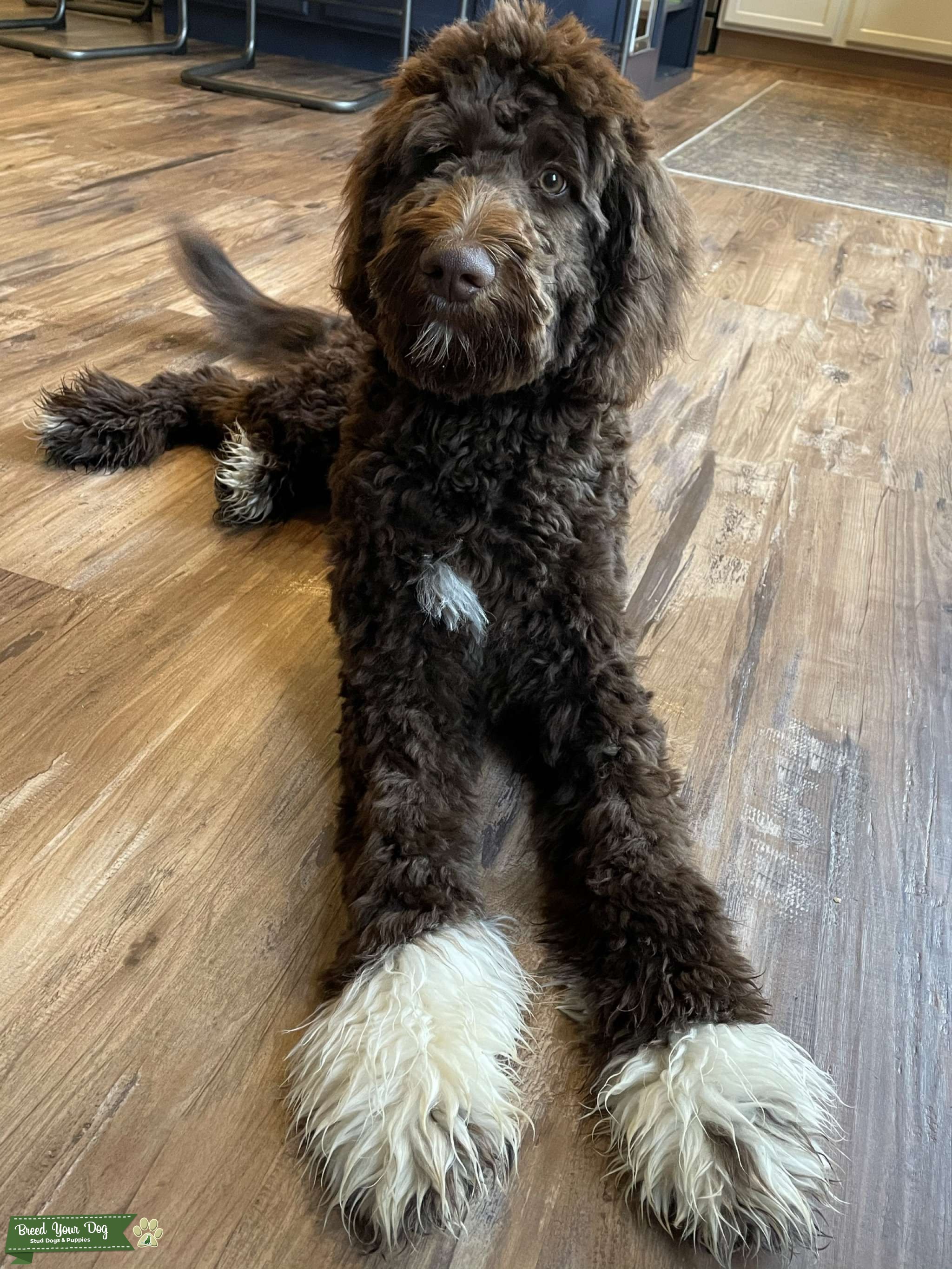 F1b chocolate goldendoodle with white paws and chest Stud Dog South