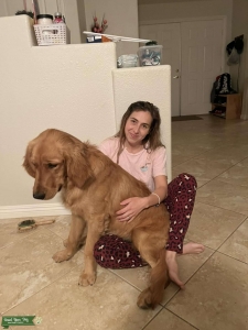 Golden retriever  Listing Image