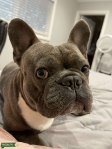 French bulldog stud Listing Image