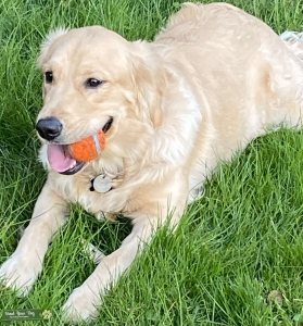 Sunny the Stud  Listing Image