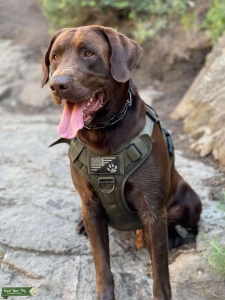 2 year old Chocolate Lab Listing Image