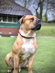 Boerboel cross looking for a bitch Listing Image