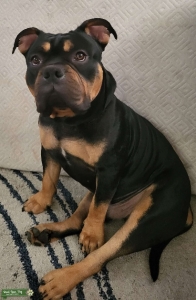 Black tri American bully Listing Image