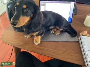 Handsome long haired happy dachshund  Listing Image