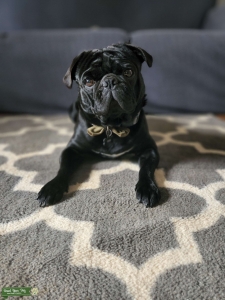 Registered Black Pug Listing Image