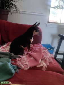 Looking for female Chihuahua  Listing Image