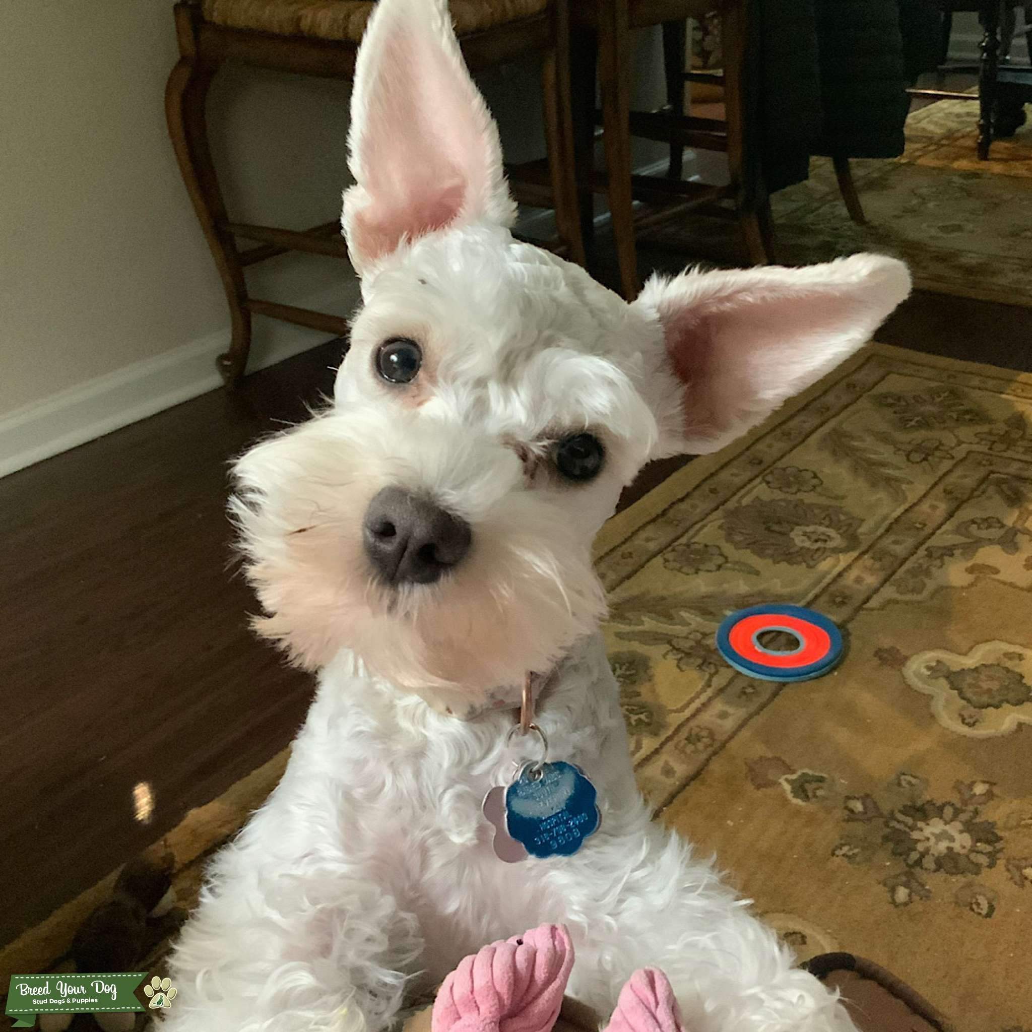 White Mini Schnauzer Stud Dog in South Central USA, the United States