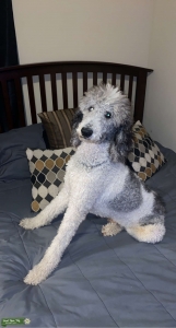 Standard Poodle Listing Image