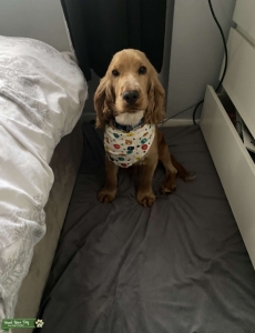⭐️Show type Cocker Spaniel now available for stud Listing Image