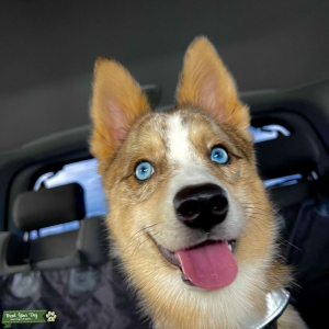 Alaskan Klee Kai Australian Shepard Listing Image
