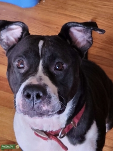 American Bully Listing Image