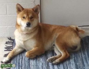 Beautiful Shiba Inu Male for stud Listing Image
