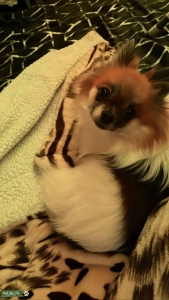 Pomeranian  Listing Image