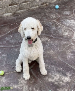 Poodle Stud - Tampa Listing Image
