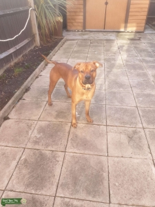 Brown Scooby Doo Looking Presa Canario! Listing Image