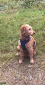 MINI goldendoodle Listing Image