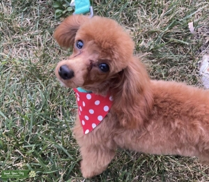 Toy poodle  Listing Image