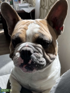 Mini Bull Dog  Listing Image
