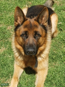 German Shepherd Listing Image