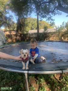 Yorkie stud looking for sweetheart  Listing Image