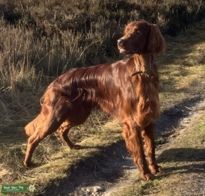 Health tested pedigree Irish Setter for Stud Listing Image