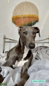 Whippet Stud - Blue & white 17kg  Listing Image