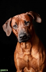 Stunning Rhodesian Ridgeback Listing Image