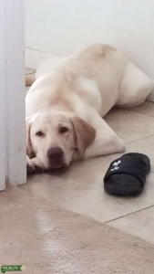 BIG White Lab looking for love Listing Image
