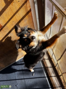 Mini Australian Shepherd  Listing Image