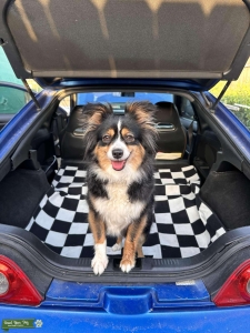 Mini Australian Shepherd  Listing Image