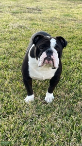 English Bulldog Listing Image