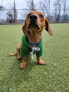 Doxie Dachshund looking for her first and only girslfriend Listing Image