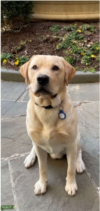 Yellow Labrador Retriever - AKC Purebred Listing Image