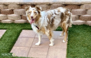 Australian Shepherd Red Merle AKC Registered Listing Image