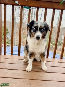 female australian shepherd ISO male stud Listing Image