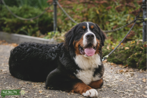 Beautiful & Big Bernese! Listing Image
