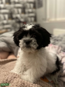 Black and white lhasa apso Listing Image