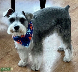 Salt & Pepper Minature Schnauzer  Listing Image