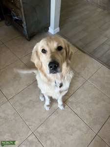 Golden retriever Listing Image