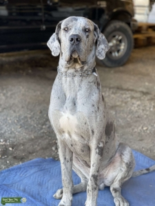 HOSS DADDY Listing Image