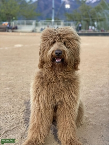 F1 Goldendoodle DNA/Health Tested  Listing Image