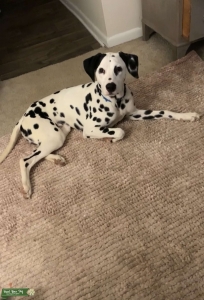 Dalmatian Stud Listing Image