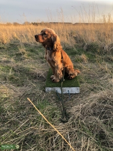 Red cocker spaniel  Listing Image