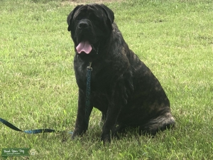 AKC English Mastiff Stud Service Listing Image