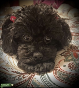 Black shih-poo Listing Image